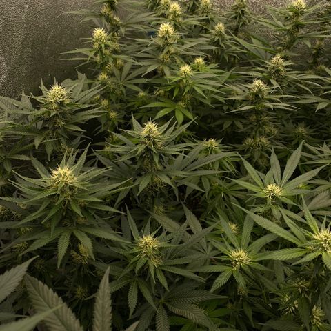 Wedding Gelato growlog timeline photo