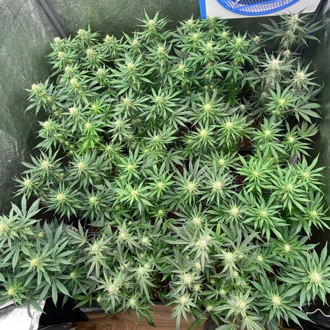 Wedding Gelato growlog timeline photo