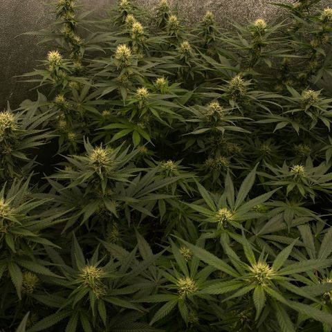 Wedding Gelato growlog timeline photo