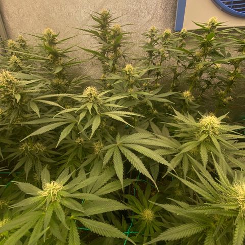 Wedding Gelato growlog timeline photo