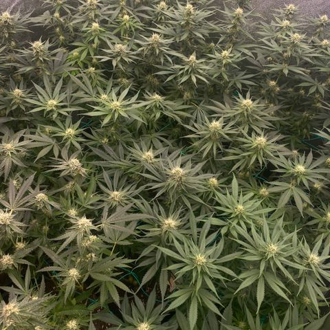 Wedding Gelato growlog timeline photo