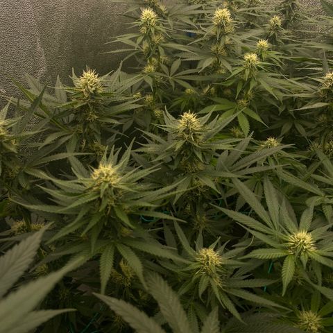 Wedding Gelato growlog timeline photo