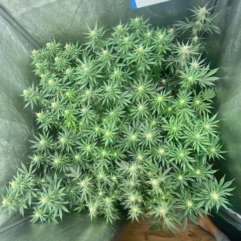 Wedding Gelato growlog timeline photo