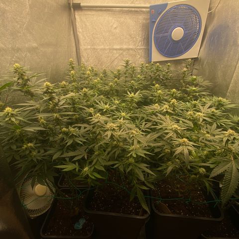 Wedding Gelato growlog timeline photo