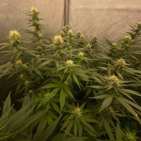 Wedding Gelato growlog timeline photo