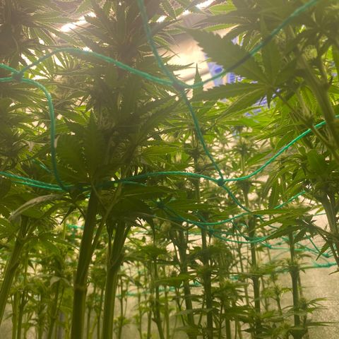Wedding Gelato growlog timeline photo