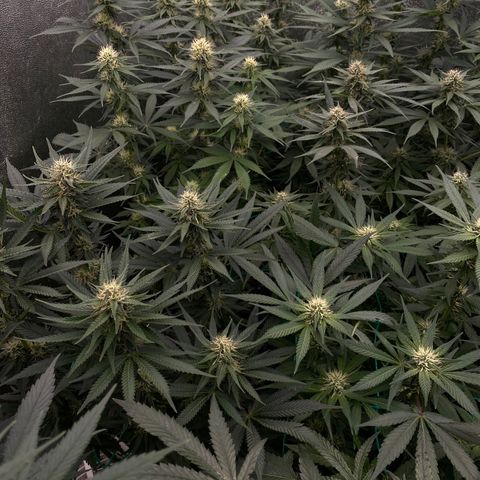 Wedding Gelato growlog timeline photo