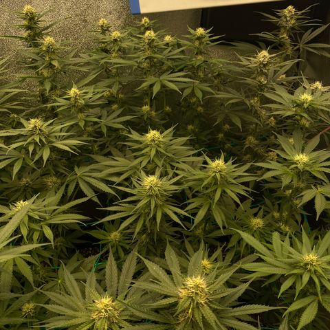 Wedding Gelato growlog timeline photo