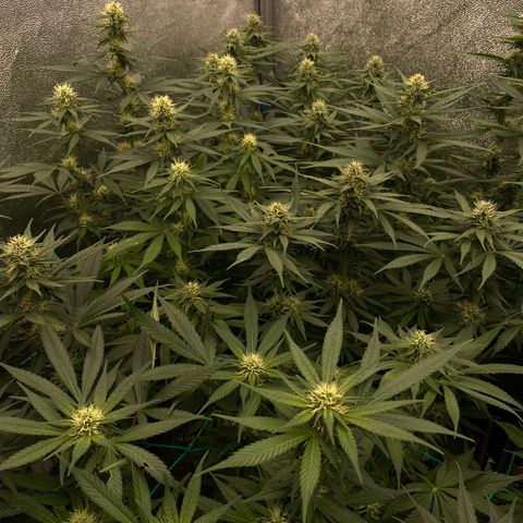 Wedding Gelato growlog timeline photo
