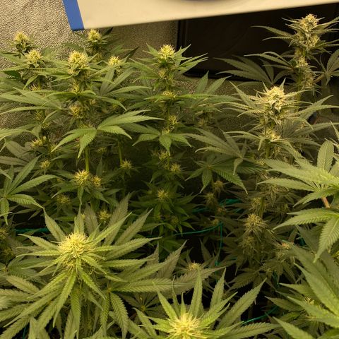 Wedding Gelato growlog timeline photo