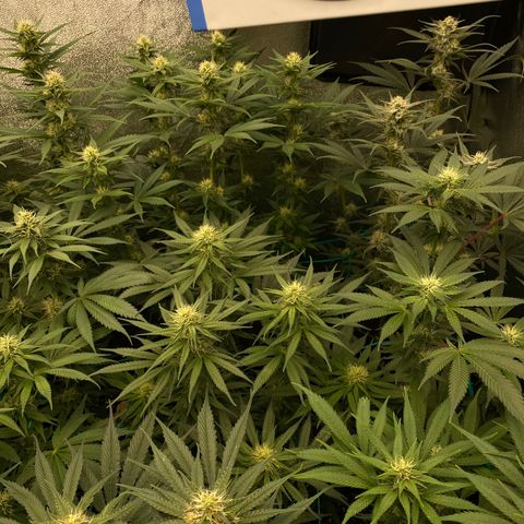 Wedding Gelato growlog timeline photo
