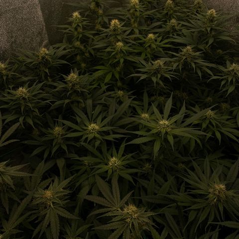 Wedding Gelato growlog timeline photo