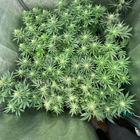 Wedding Gelato growlog timeline photo