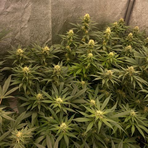 Wedding Gelato growlog timeline photo