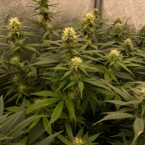 Wedding Gelato growlog timeline photo
