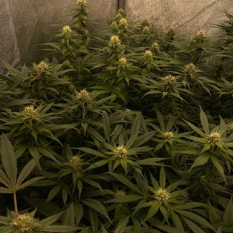 Wedding Gelato growlog timeline photo