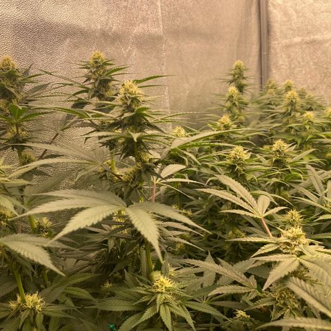 Wedding Gelato growlog timeline photo
