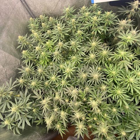 Wedding Gelato growlog timeline photo