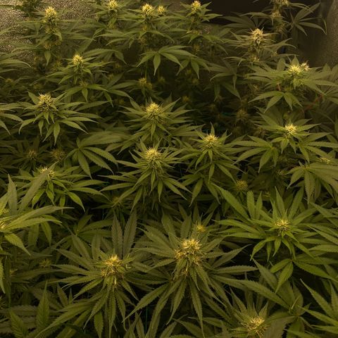 Wedding Gelato growlog timeline photo