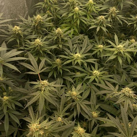 Wedding Gelato growlog timeline photo