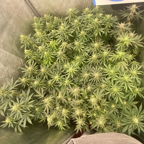 Wedding Gelato growlog timeline photo