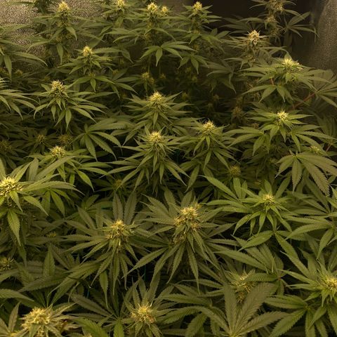 Wedding Gelato growlog timeline photo