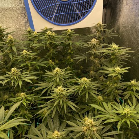 Wedding Gelato growlog timeline photo