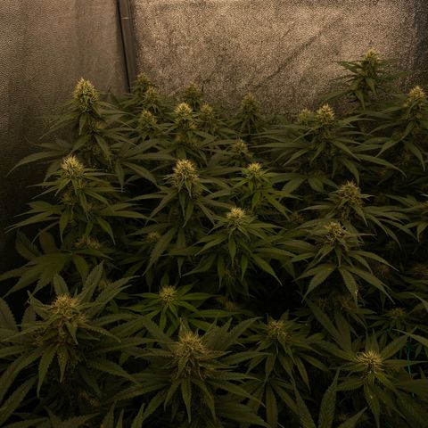 Wedding Gelato growlog timeline photo