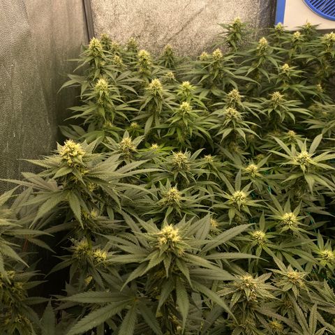 Wedding Gelato growlog timeline photo