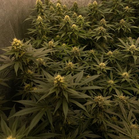Wedding Gelato growlog timeline photo