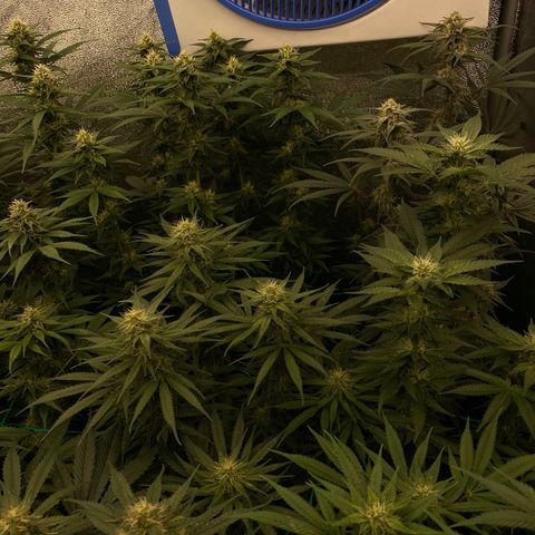 Wedding Gelato growlog timeline photo