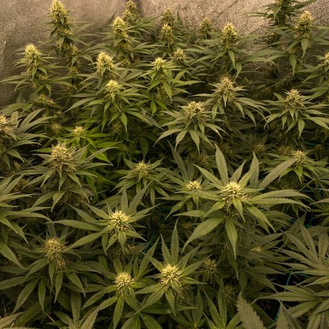 Wedding Gelato growlog timeline photo