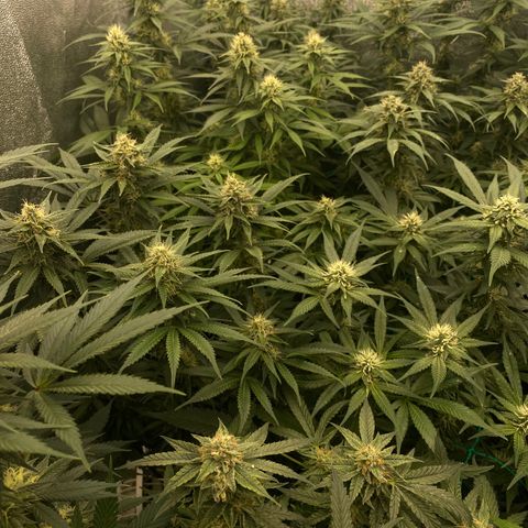 Wedding Gelato growlog timeline photo