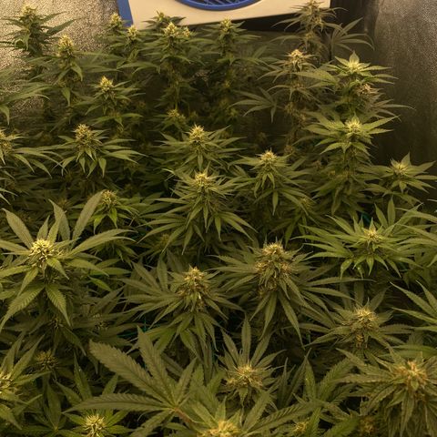 Wedding Gelato growlog timeline photo