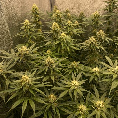 Wedding Gelato growlog timeline photo