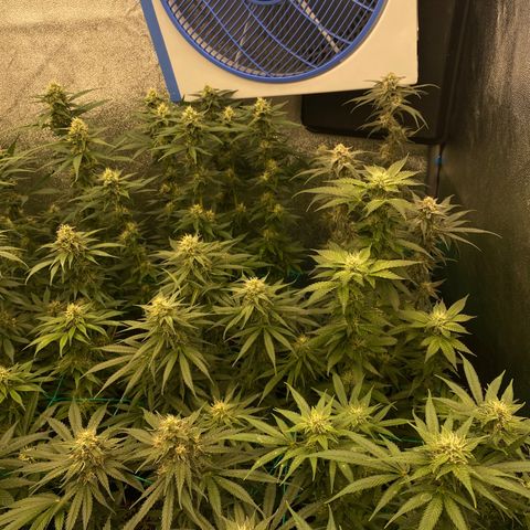 Wedding Gelato growlog timeline photo