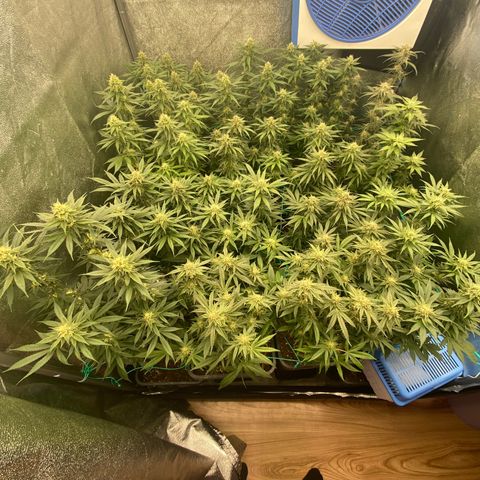 Wedding Gelato growlog timeline photo