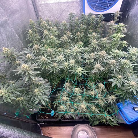 Wedding Gelato growlog timeline photo