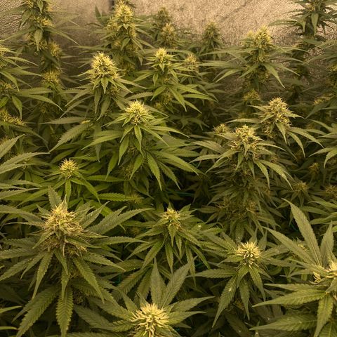 Wedding Gelato growlog timeline photo
