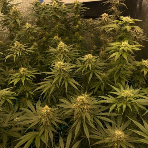 Wedding Gelato growlog timeline photo