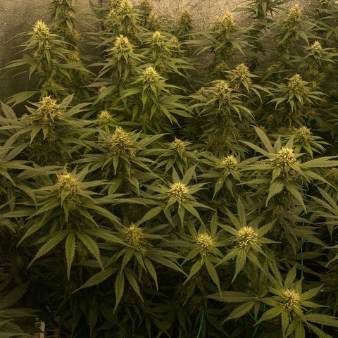 Wedding Gelato growlog timeline photo