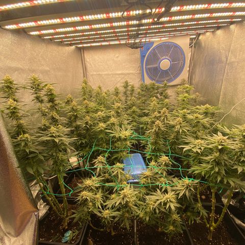 Wedding Gelato growlog timeline photo