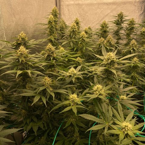 Wedding Gelato growlog timeline photo