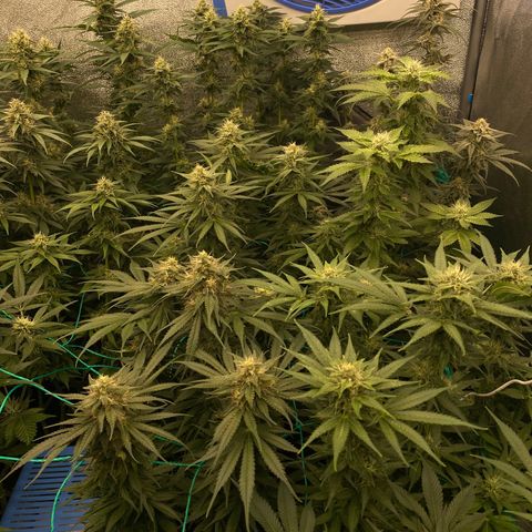 Wedding Gelato growlog timeline photo