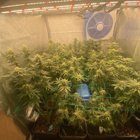 Wedding Gelato growlog timeline photo