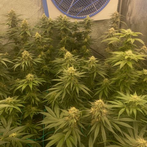 Wedding Gelato growlog timeline photo