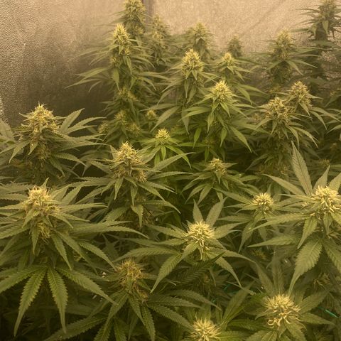 Wedding Gelato growlog timeline photo