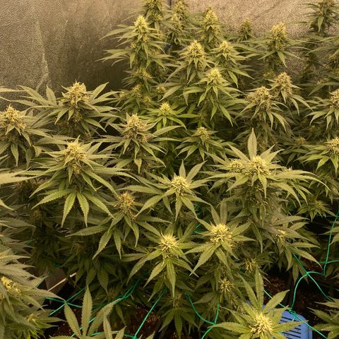 Wedding Gelato growlog timeline photo