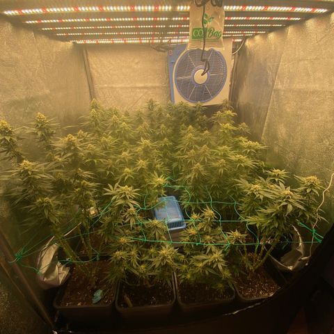 Wedding Gelato growlog timeline photo