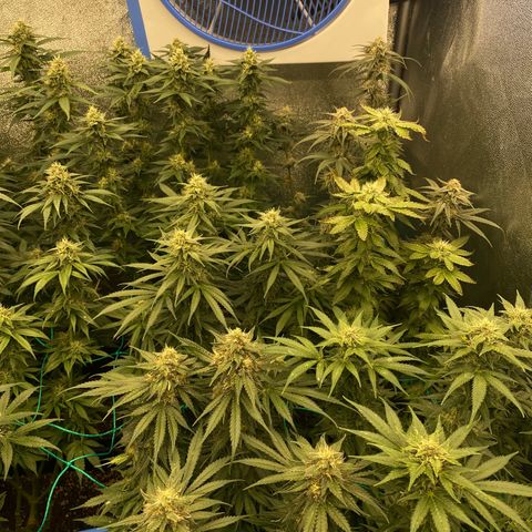 Wedding Gelato growlog timeline photo